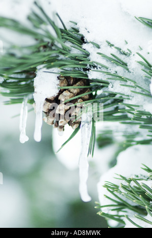 Ramo di Evergreen coperte di neve e ghiaccioli Foto Stock