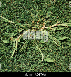 Crabgrass Digitaria sanguinalis un erbaccia incorporato nel golf green piegate turfgrass Agrostis sp Foto Stock