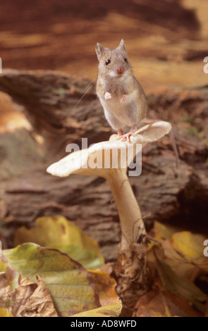 Mouse su un toadstool Foto Stock