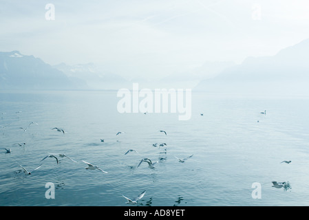La Svizzera, gabbiani sorvolano la superficie del lago di Ginevra Foto Stock