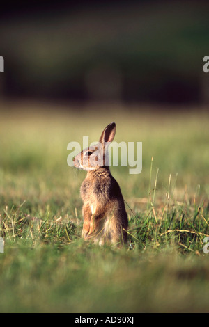 Coniglio Oryctolagus cunicullus in piedi nel campo erboso Foto Stock