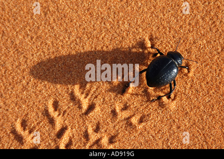 Darkling beetle (Pimelia angulata) che corre attraverso il deserto del Sahara in Erg Chebbi dune, Marocco Foto Stock