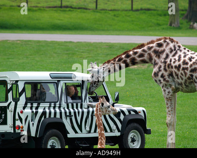 Giraffa Rothschild mettendo la testa nella finestra di land rover dipinta di bianco e nero con strisce di zebra iscrizioni di Longleat safari park Foto Stock