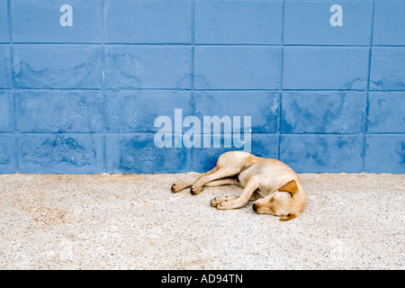 Stray dog sleeping, Thailandia Foto Stock