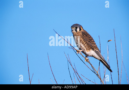 American Gheppio Falco sparverius maschio Bosque del Apache National Wildlife Refuge Nuovo Messico USA dicembre 2003 Foto Stock