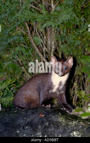 Flash fotografia di una visita notturna per un giardino da una martora in badenoch e strathspey Scozia Scotland Foto Stock