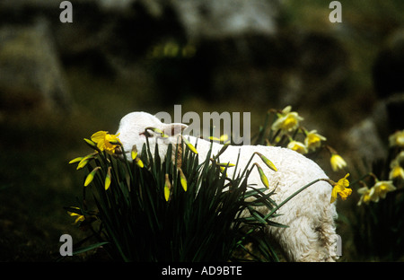 Agnello nella primavera del Galles del Nord Regno Unito Foto Stock