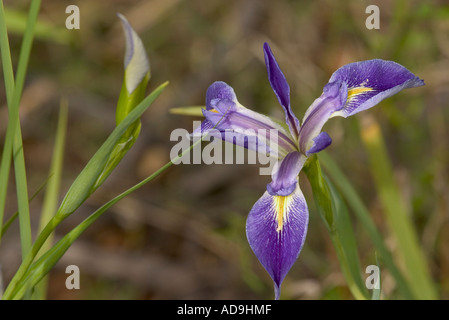 Bandiera Blu Iris Iris virginica in Myakka River State Park Sarasota Florida Foto Stock