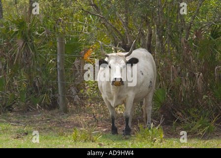 Florida Cracker vacca a Babcock Wilderness Adventures ranch in Punta Gorda Florida Foto Stock