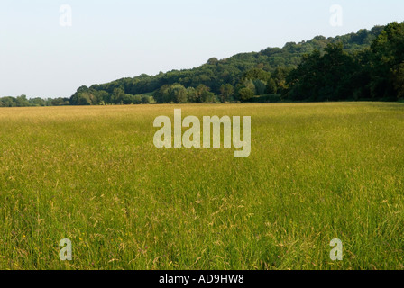 Runnymede la Magna carta il prato d'acqua. Egham vicino a Windsor Surrey Inghilterra anni '2006 2000 UK HOMER SYKES Foto Stock