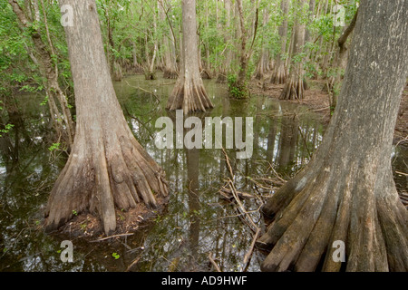 Palude a Babcock Ranch sulla Babcock Wilderness Adventures Swamp Buggy eco-tour Punta Gorda Florida Foto Stock