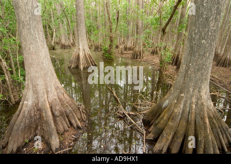 Palude a Babcock Ranch sulla Babcock Wilderness Adventures Swamp Buggy eco-tour Punta Gorda Florida Foto Stock