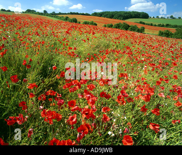 GB - GLOUCESTERSHIRE: Poppies in Cotswolds Foto Stock