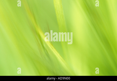 Impressionistica close up di fresco con retroilluminazione verde giovane erba del campo Foto Stock