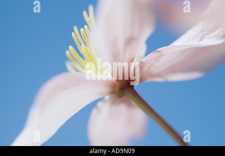 Chiudere da dietro di un unico fiore di Clematis Montana Elizabeth contro una metà del cielo blu Foto Stock