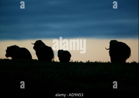 Musk Ox allevamento all'alba nel Dovrefjell national park, Norvegia Foto Stock