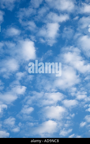 Un cielo sgombro o altocumulus nuvole contro profondo blu Foto Stock