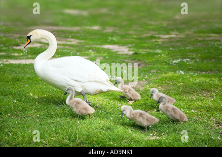 Cigno e Cygnets Foto Stock