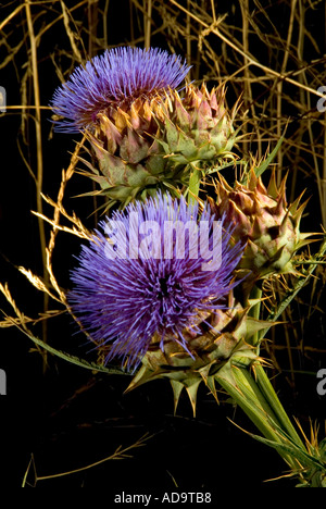 Thistle blossom e pod di sementi Il Thistle è un membro della famiglia aster genere Carduaceae Foto Stock