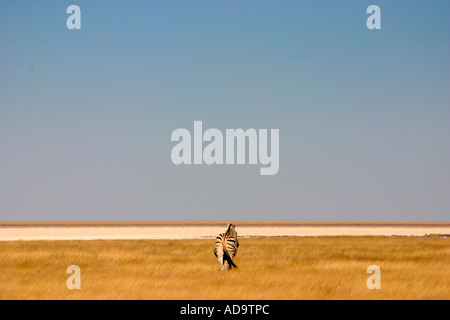 Lone Burchells Zebra nel Parco Nazionale di Etosha Namibia Africa giugno 2006 Foto Stock