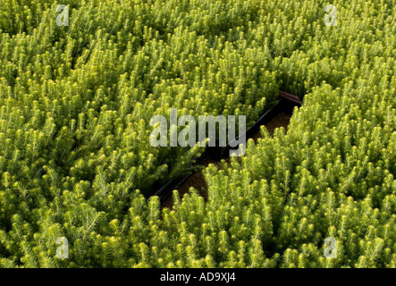 Inventario delle piantine di abete ( picea abies ) dal vivaio di alberi in scatole di trasporto pronte per essere piantate , Finlandia Foto Stock