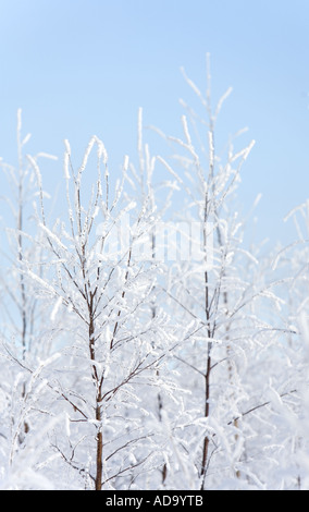 TICKET di giovane betulla (betula) segature ricoperte di neve e gelo in inverno , Finlandia Foto Stock