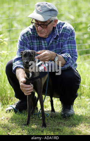 Levriero Italiano (Canis lupus f. familiaris), con il proprietario, Germania Foto Stock