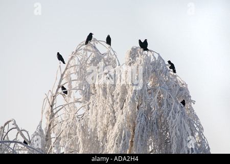 Carrion crow (Corvus corone corone), gregge seduta su una coperta di neve albero, Germania, Bassa Sassonia Foto Stock