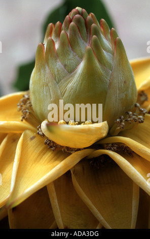 Golden Lotus Banana (Musella lasiocarpa, Musa lasiocarpa), inflorescene Foto Stock