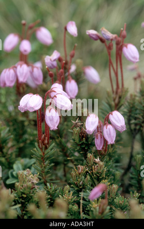 Blue heath, blue mountain-heath (Phyllodoce caerulea), fiorisce Foto Stock