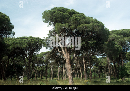 Pino domestico (Pinus pinea), la pineta Foto Stock