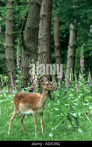 Daini (Dama Dama, Cervus dama), femmina sulla radura con foxglove (Digitalis purpurea) Foto Stock