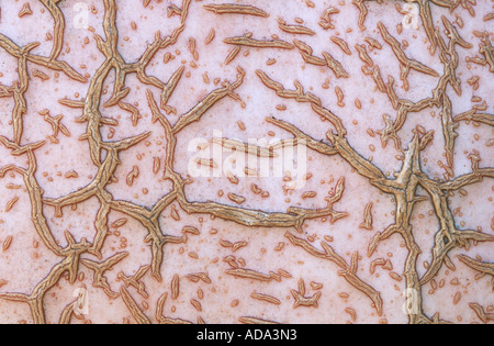 Zucca (Cucurbita spec.), struttura superficiale, in Germania, in Renania settentrionale-Vestfalia Foto Stock