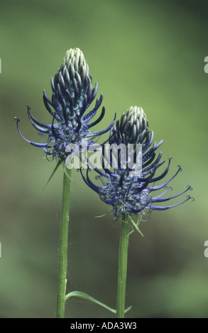 Nero (rampion Phyteuma nigrum), infiorescenza, in Germania, in Renania Palatinato Foto Stock