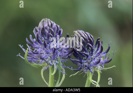 Nero (rampion Phyteuma nigrum), infiorescenza, in Germania, in Renania Palatinato Foto Stock