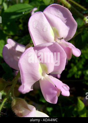 Ispido locust (Robinia hispida), cv. Macrophylla: fiori con gocce di pioggia Foto Stock