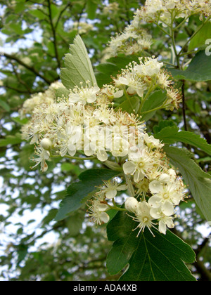 Sorbo montano svedese (Sorbus intermedia), fioritura Foto Stock