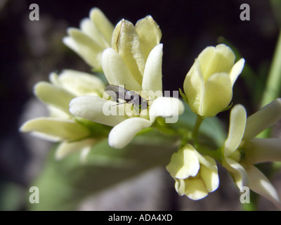 White swallow-wort (Vincetoxicum hirundinaria, Cynanchum vicentoxicum), fiore, un insetto è rimasto incastrato nella trappola di impollinazione Foto Stock