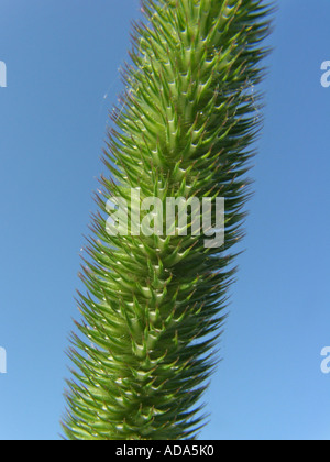 Prato fleolo (Phleum pratense), infiorescenza contro il cielo blu, spikelets Foto Stock