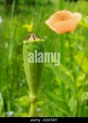 A lungo guidato il papavero, campo papavero (Papaver dubium), frutta (capsule) Foto Stock