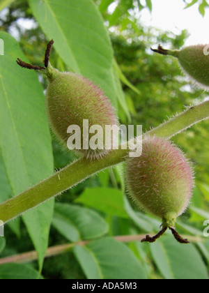 Noce giapponese (Juglans ailantifolia ssp. ailantifolia), giovani frutti Foto Stock