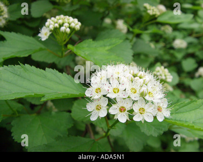 Ninebark orientale (Physocarpus opulifolius), infiorescenza Foto Stock