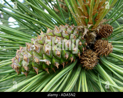 Ponderosa Pine, western yellow pine, blackjack, pino bull pine (Pinus ponderosa), cono immaturo Foto Stock