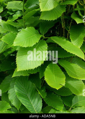 Rovere armeno, Pontine quercia (Quercus pontica), foglie di quercia Foto Stock