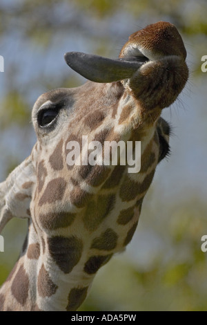 Giraffe (Giraffa camelopardalis), foglie di ricerca Foto Stock