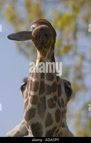 Giraffe (Giraffa camelopardalis), foglie di ricerca Foto Stock