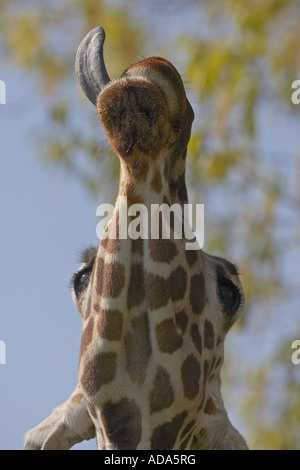 Giraffe (Giraffa camelopardalis), foglie di ricerca Foto Stock