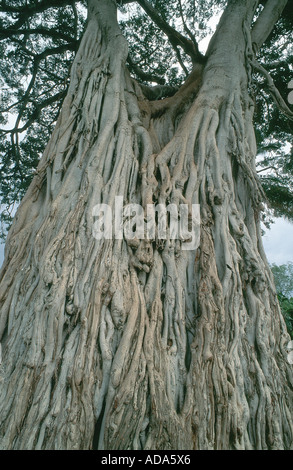 Fig (Ficus spec.), stelo, Kenia Masai Mara NP Foto Stock