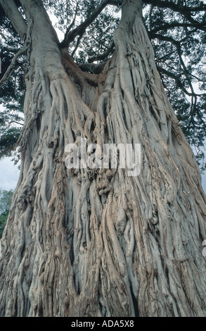 Fig (Ficus spec.), stelo, Kenia Masai Mara NP Foto Stock