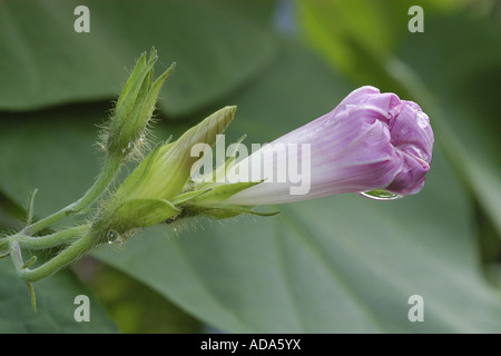Blaue mauritius (Convolvulus sabatius), bud gocce di rugiada Foto Stock